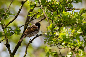 Wildlife Photographer Neil Salisbury of Betty Fold Gallery Hawkshead Cumbria